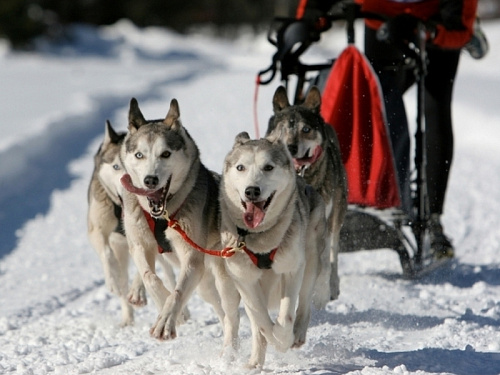 Mushing - jízda se psím spřežením